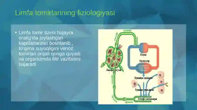 Limfaning hosil bo'lishi tarkibi va immun sistemadagi vazifalari 4