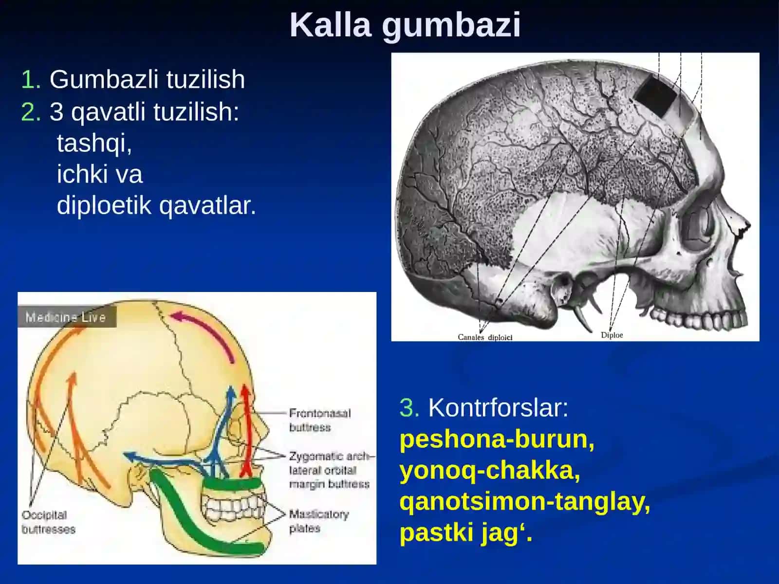 Kallasuyaklarining umumiyanatomiyasi 4