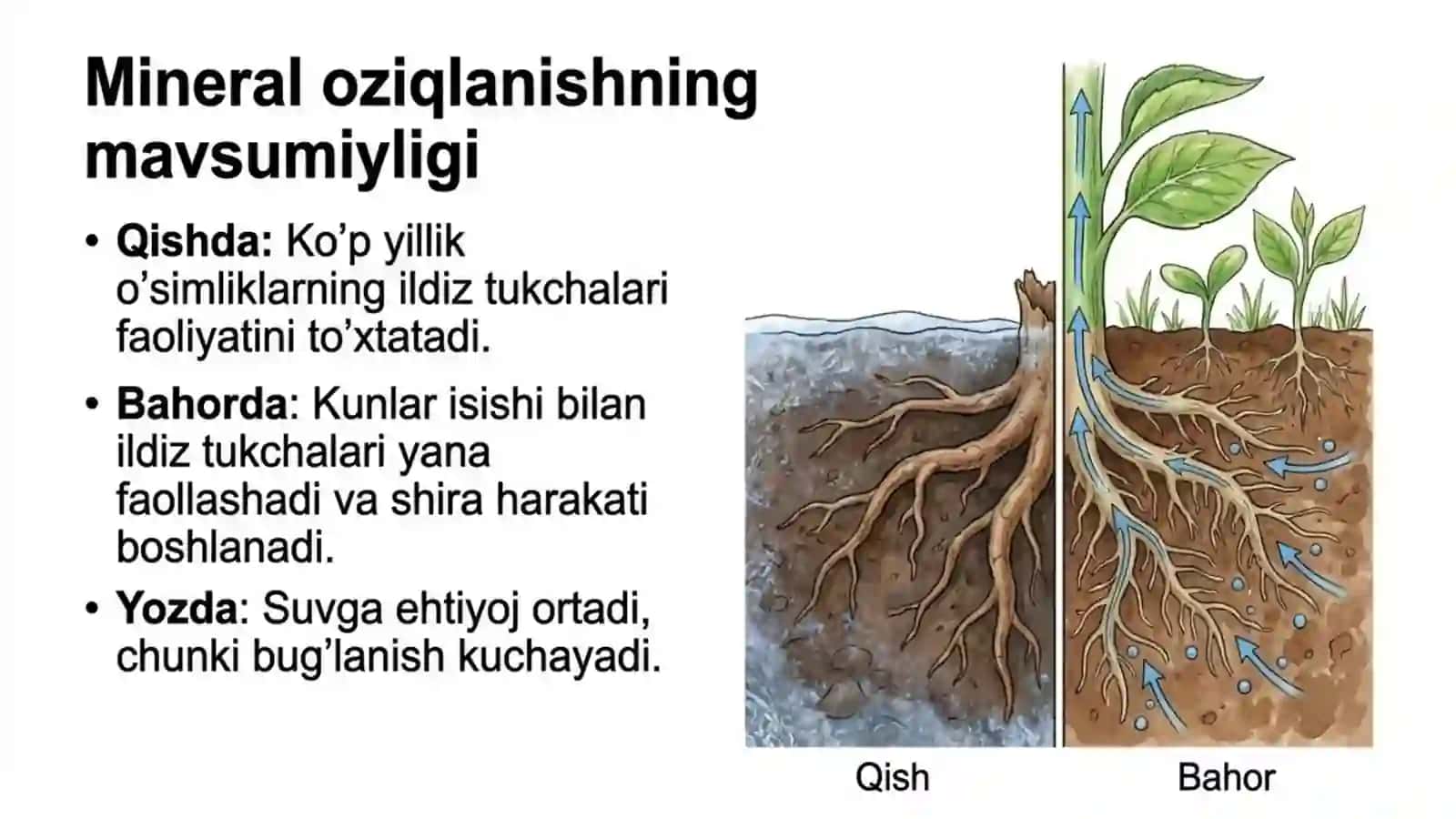 O'simliklarning mineral oziqlanishi va o'g'itlar 4