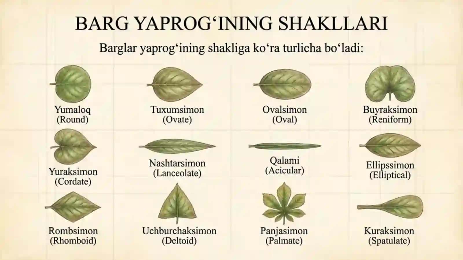 Oddiy va murakkab barglar 4