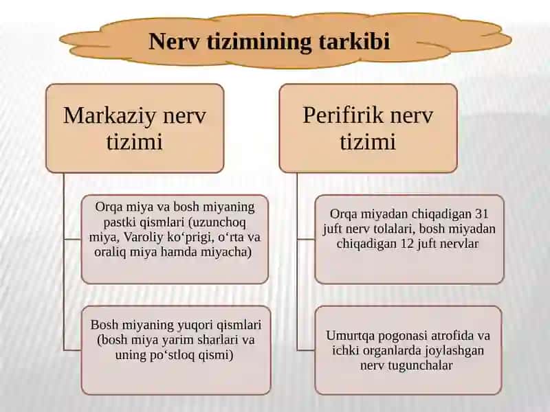 NERVTIZIMINING VA OLIY NERV FAOLIYATINING YOSH HUSUSIYATLARI 4