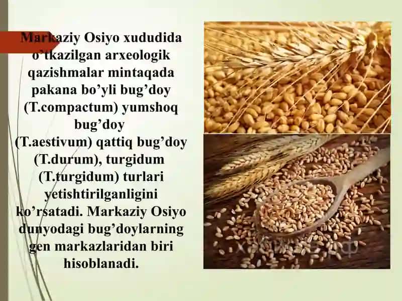 Bug’doybiologiyasi va yetishtirish texnologiyasi 4