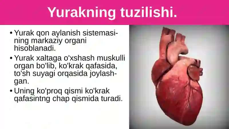Qon aylanishining ahamiyati, yurakning tuzilishi 4