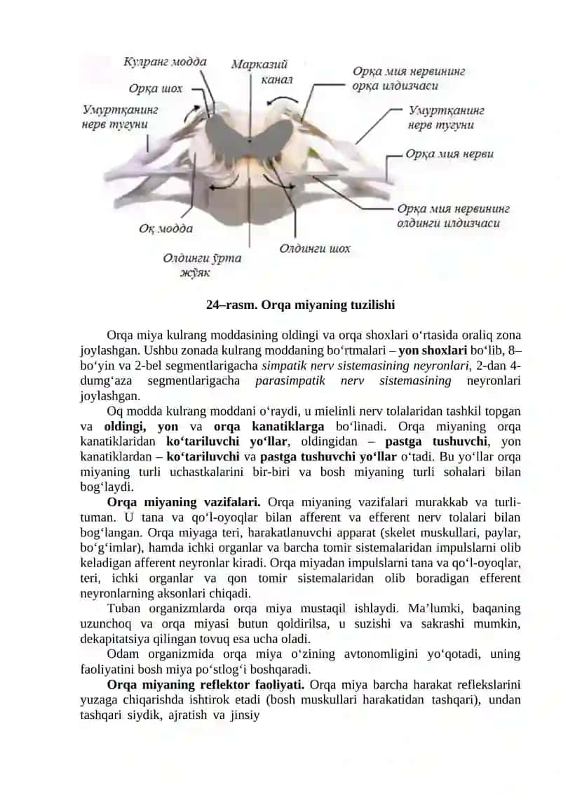 MARKAZIY NERV SISTEMASI. BOSH MIYANING TUZILISHI 4