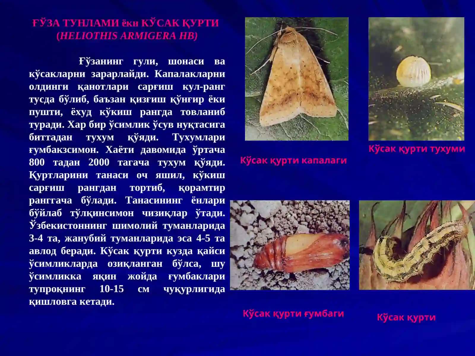 КУЗГИ ТУНЛАМ (AGROTIS SEGETUM SCHIFF) 4