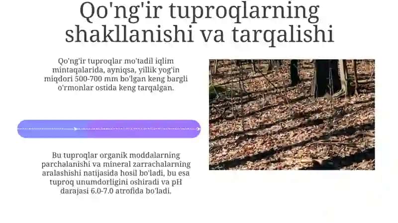 Keng bargli oʻrmonlarning qoʻngʻir tuproqlari 4