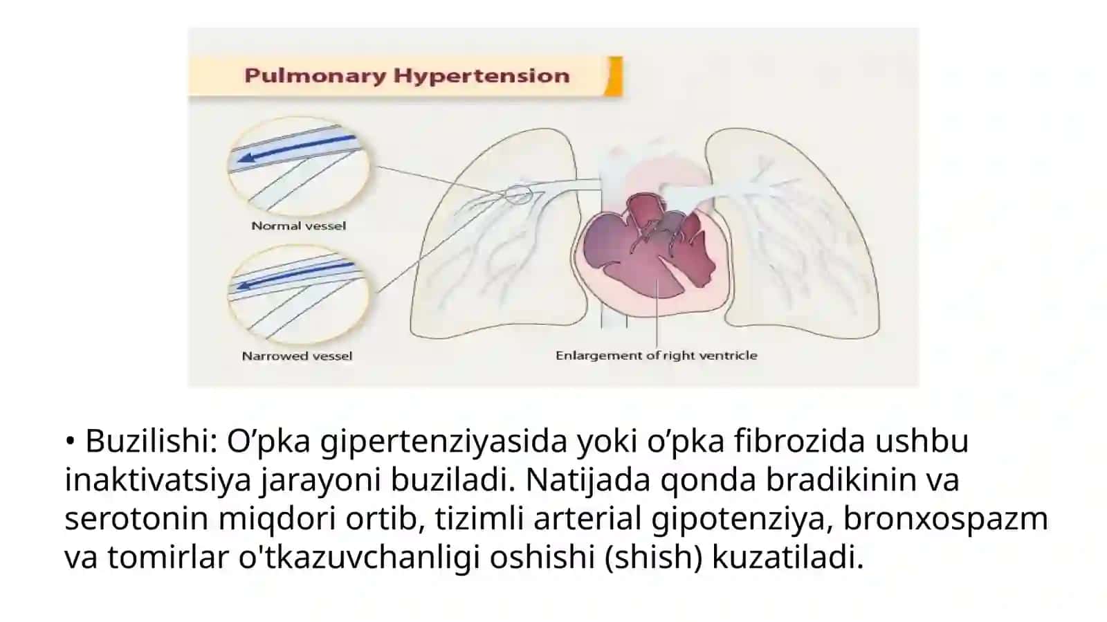 O’pkaning metobolik funksiyalari va ularning buzilishlari 4
