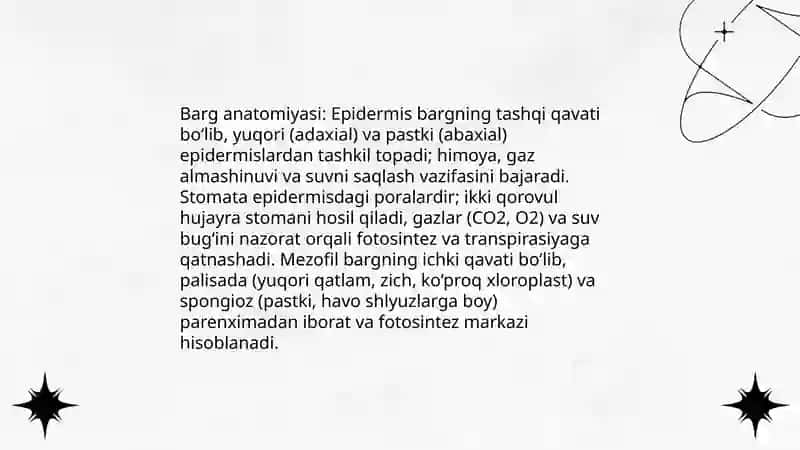 Barg va uning vazifalari 4