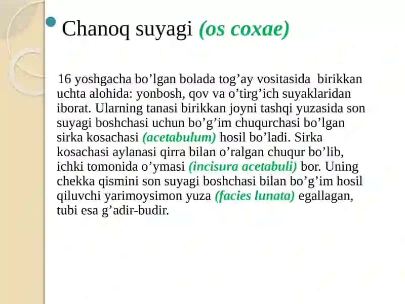 Oyoqanatomiyasi 4