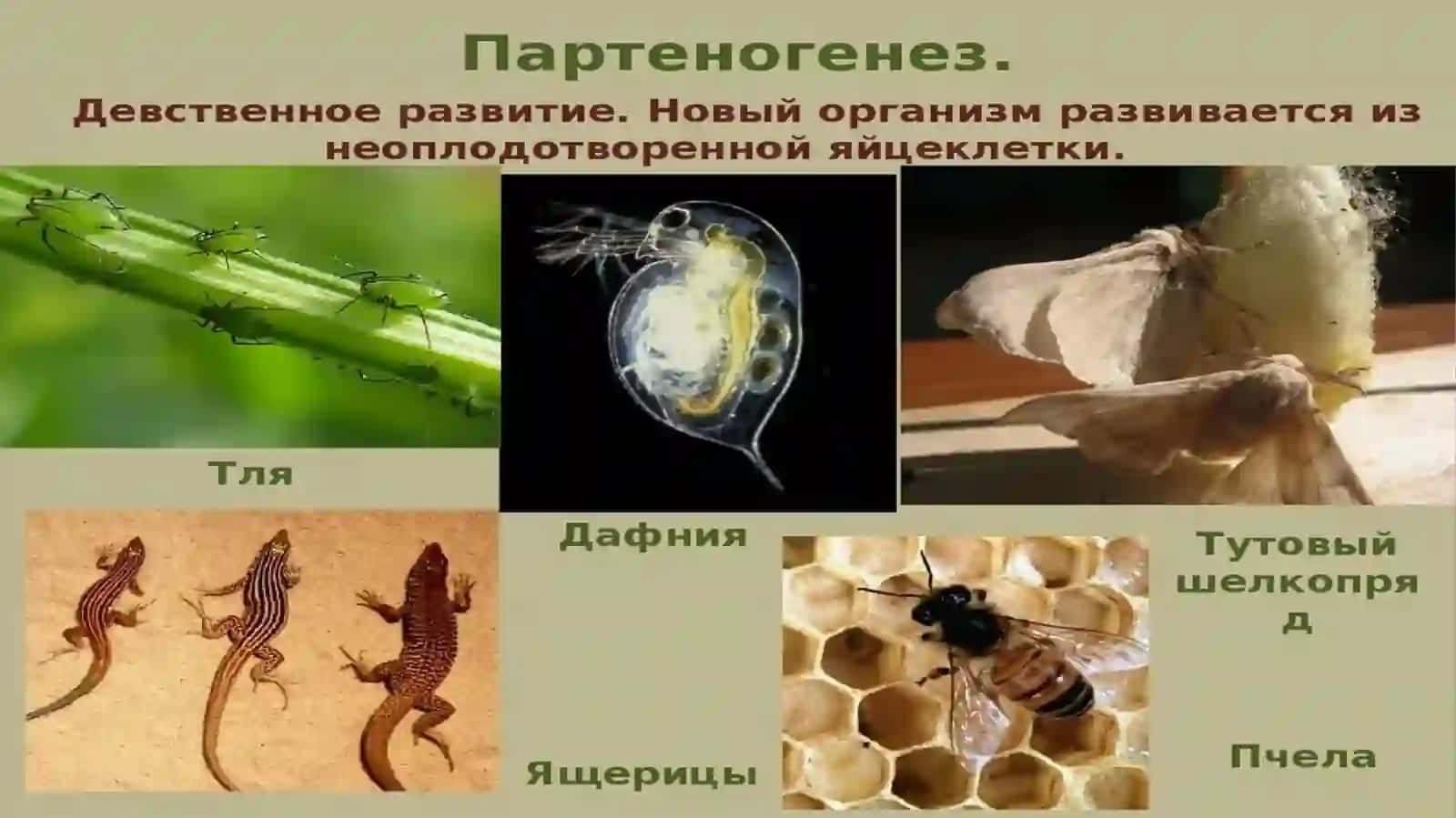 Umumiy biologiya fan prezintatsiyasi 4