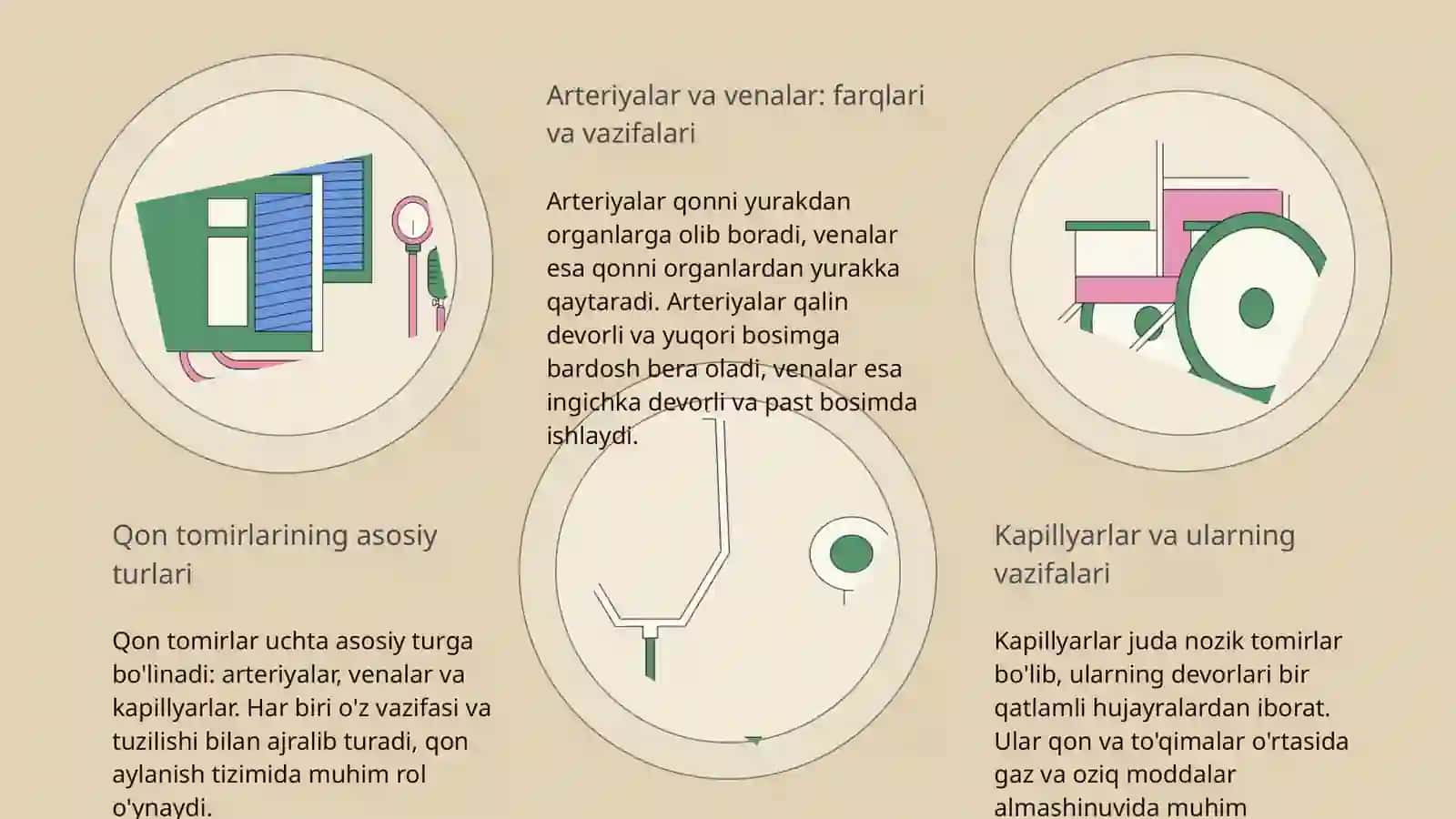 Qon tomirlar yurak bolmachalri qon tomirlarini bolinishi va qon tomirlarni bolinmalari 4