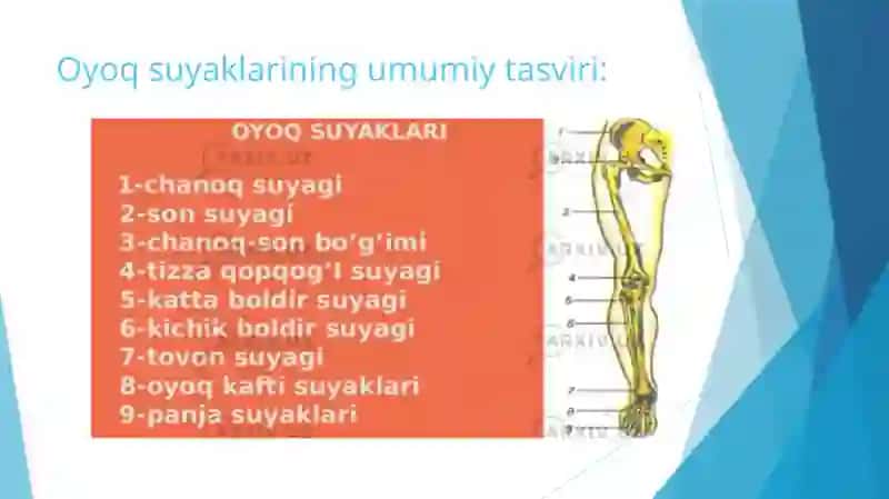 Oyoqning erkin suyaklari son, boldir, tizza qopqog’i 4
