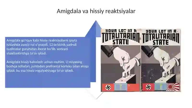 Hissiyot va emotsional holatlarning fiziologik asoslari 4