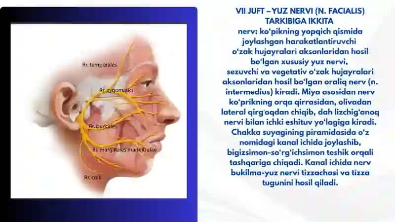 VII-XII JUFT JUFT BOSH MIYA NERVLARI 4
