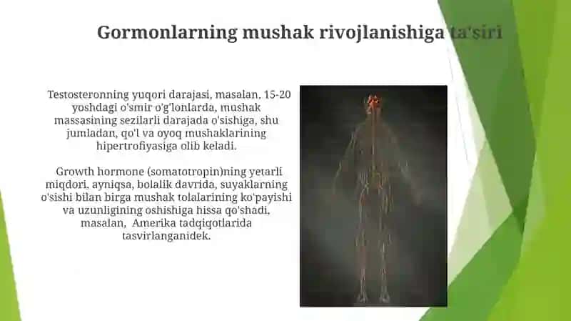 Muskul sistemasi filogenezi va ontogenezi, taraqqiyotiga tashqi omillarning ta'siri 4