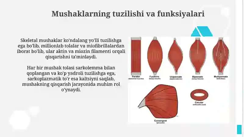Mushaklarning ishi va biomexanikasi 4