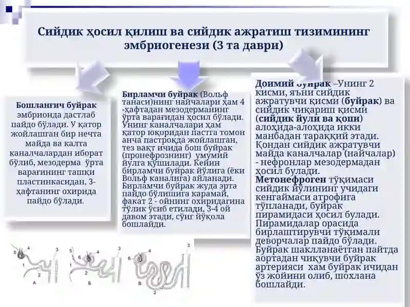 Болаларда сийдик ҳосил қилиш ва сийдик ажратиш тизими 4