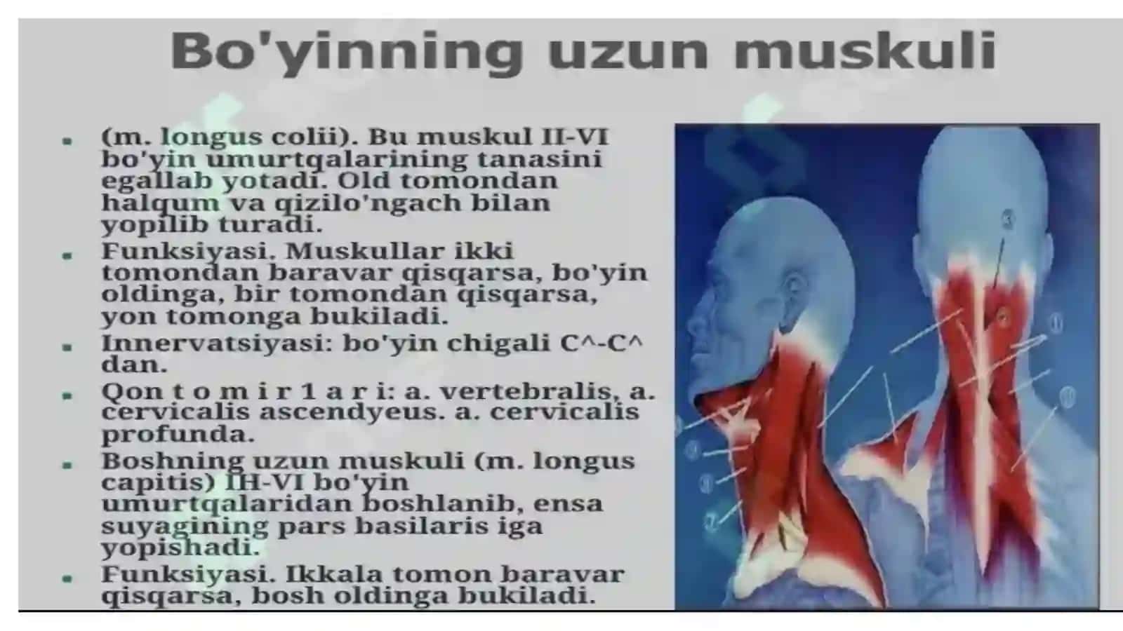Bo’yin mushaklari fiziologiyasi 4