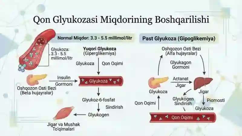 Uglevodl, oqsil va yogʻlar almashinuvi fiziologiyasi 4