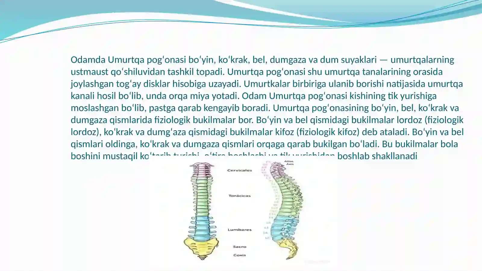 Anatomik sathlar.Umumiy osteologiya.Bo’yin va ko’krak,bel, dumg’aza va dum umurtqalari.Qovurg’a va to’sh suyagi 4