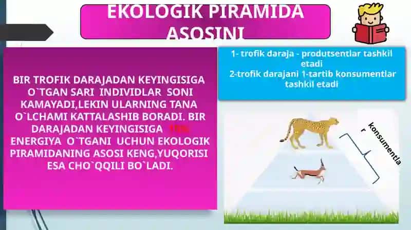 EKOLOGIK PIRAMIDA QOIDASI. BIOMASSA VA ENERGIYA PIRAMIDASI 4