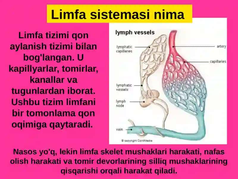 Limfa sistemasi 4