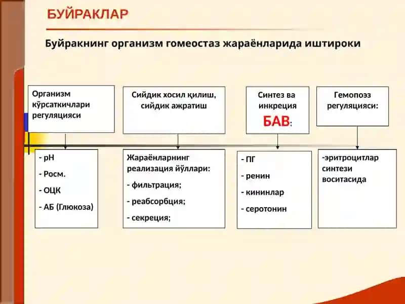 Буйрак Касалликлари 4
