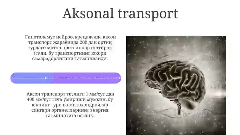 Gipotalamus neyrosekretsiyasining strukturaviy asoslari 4