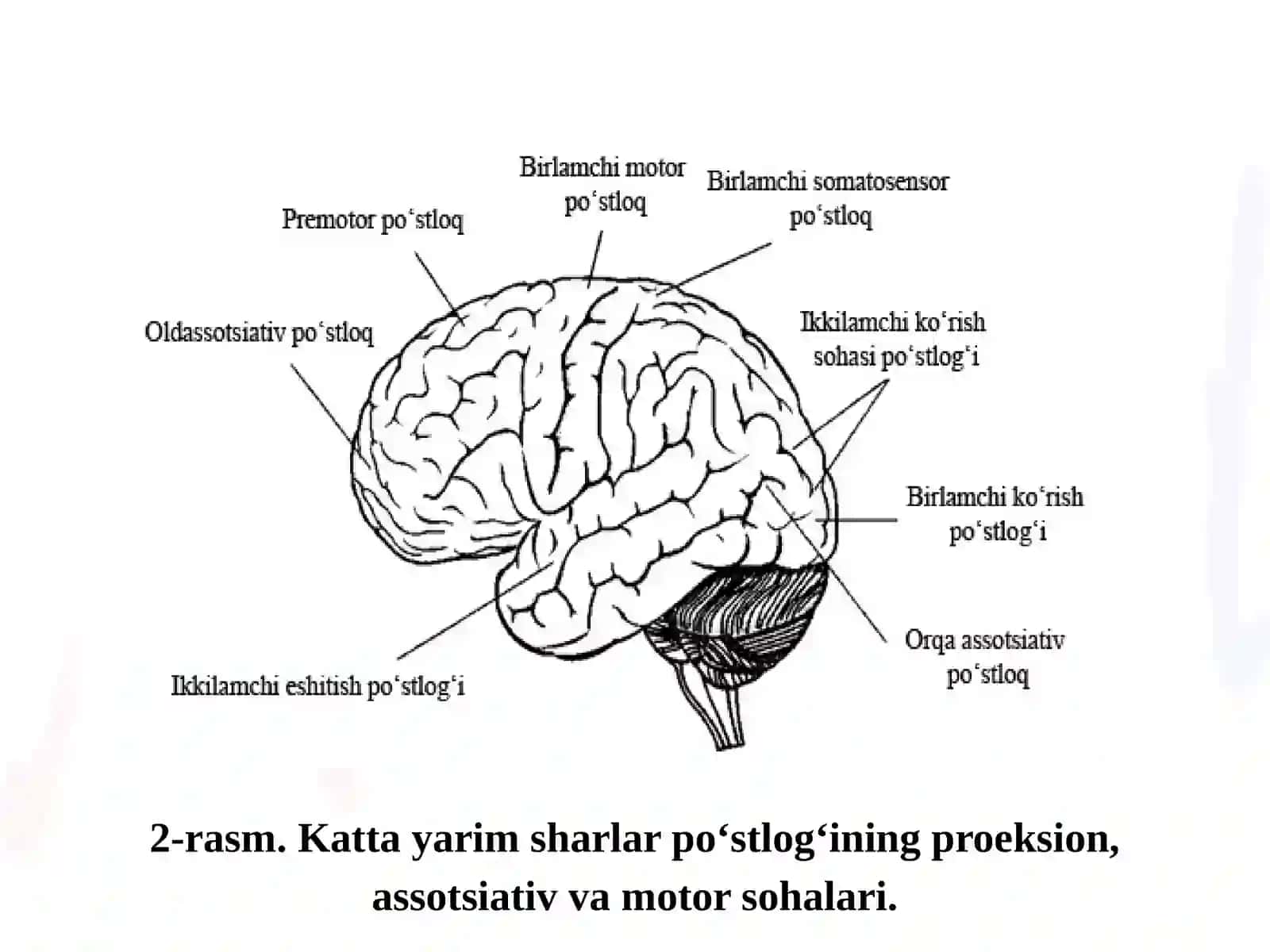 MA’RUZA.Oliy nerv faoliyati fiziologiyasining yosh xususiyatlari 4