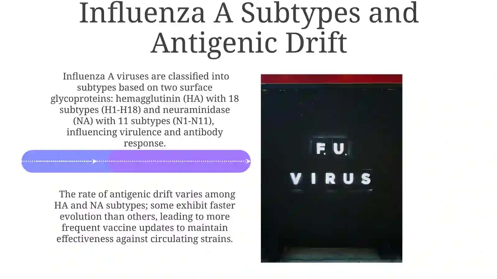 Influenza.Culture project.Types of Flu 4
