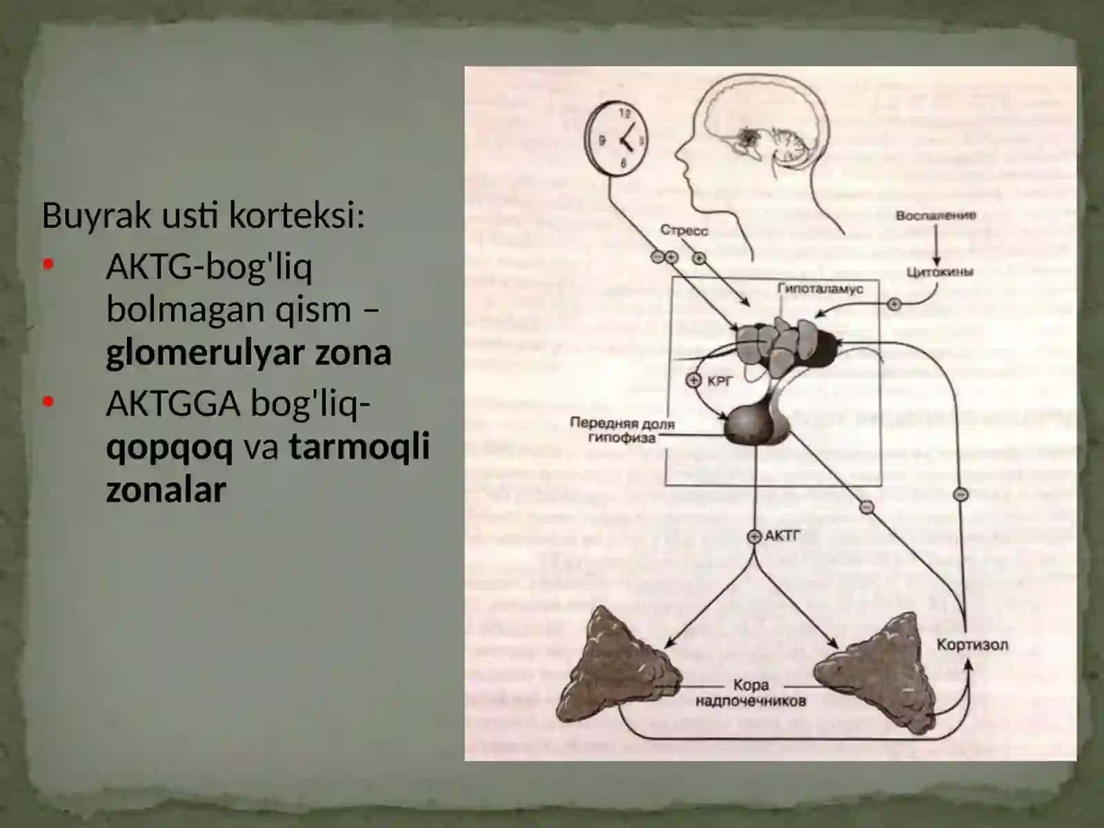 Buyrak usti bezlari 4
