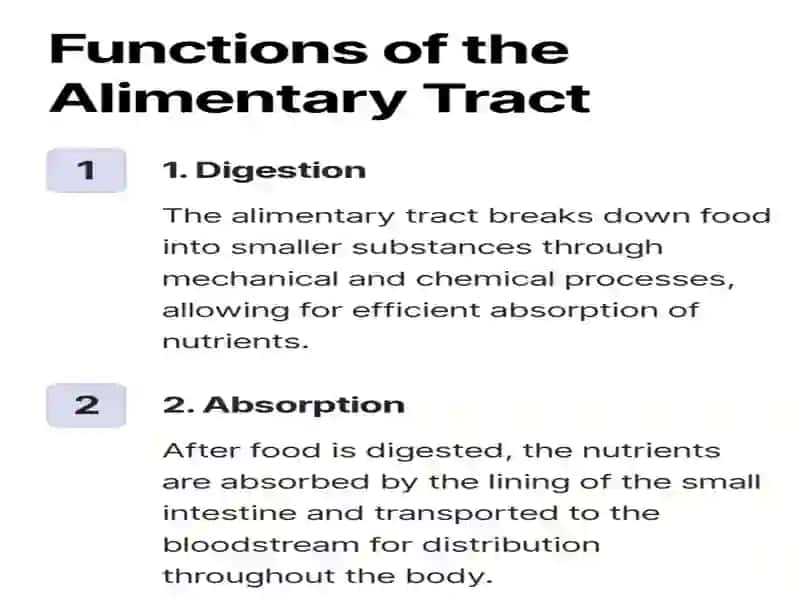 The alimentary tract of a human being 4