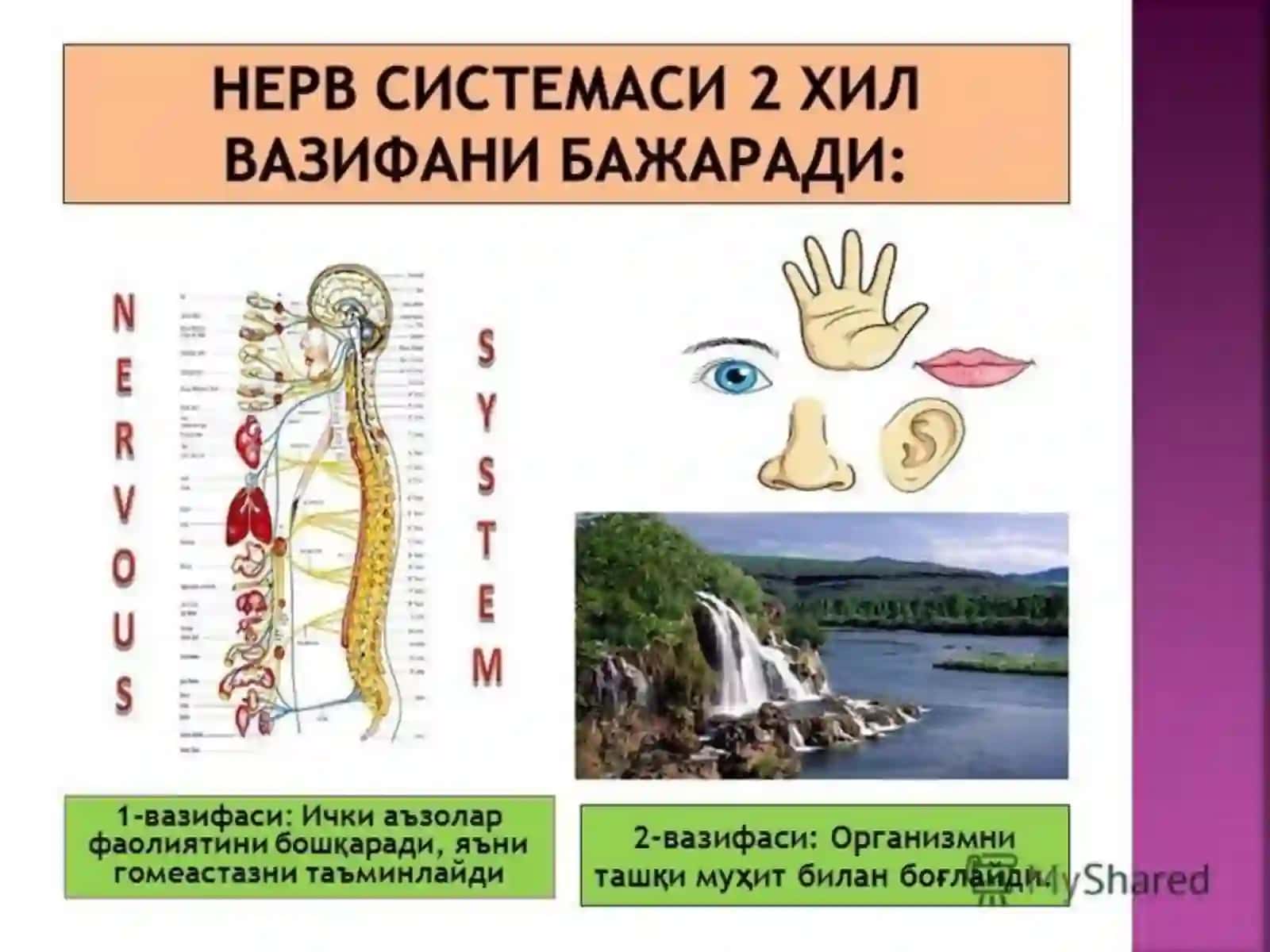 Nerv markazlarining turli bo‘limlarining tuzilishi va rivojlanishi Vegetativ nerv sistemasi va uning turlari 4