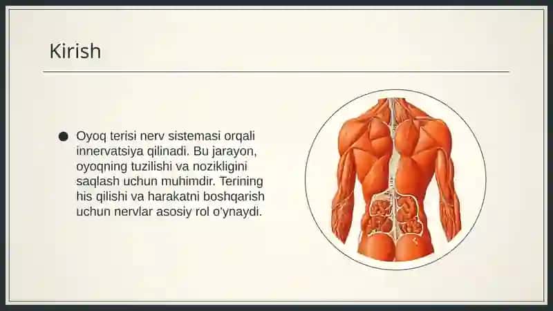 anatomiya 4
