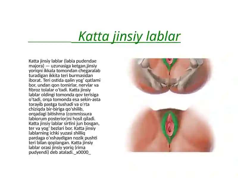 Ayollar jinsiy organlari klinik anatomiyasi 4