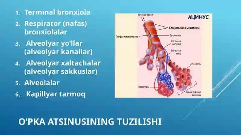 Atsinusning gistofiziologiyasi. Oʻpkaning regeneratsiyasi va transplantatsiyasi. 4