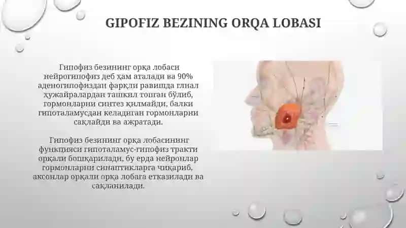 Gipofiz va epifiz bezlari anatomiyasi va fiziologiyasi 4