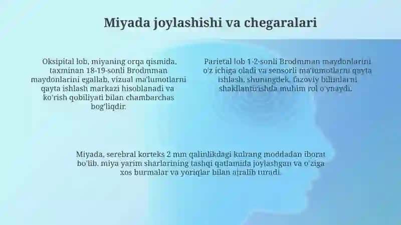 Bosh miyaning tuzilishi va funksiyasi 4