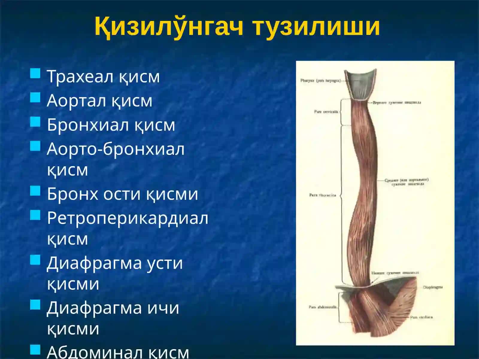 Қизилўнгач касалликлари. Кардиоспазм 4