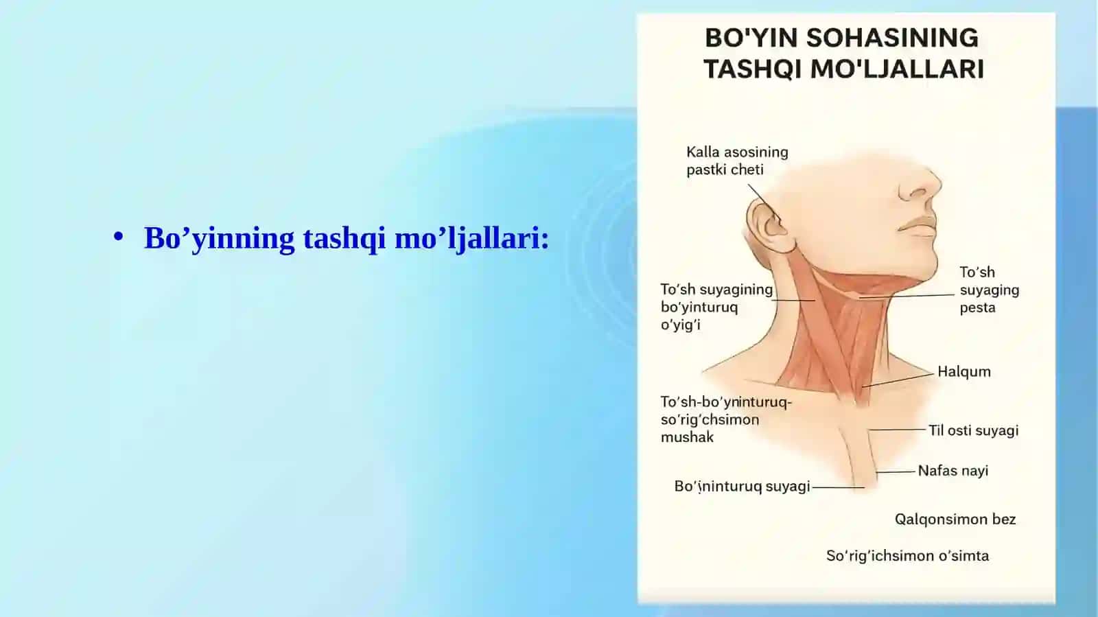 Boʻyining klinik anatomiyasi 4