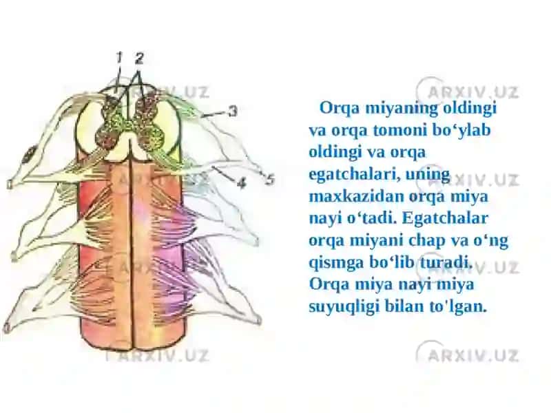 Orqa miya suyuqligi hosil boʻlishi, tarkibi va klinik ahamiyati 4