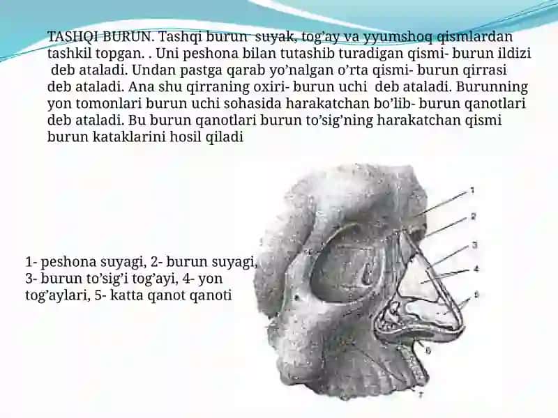 Burunbo’shligi anatomiyasi va fiziologiyasi 4