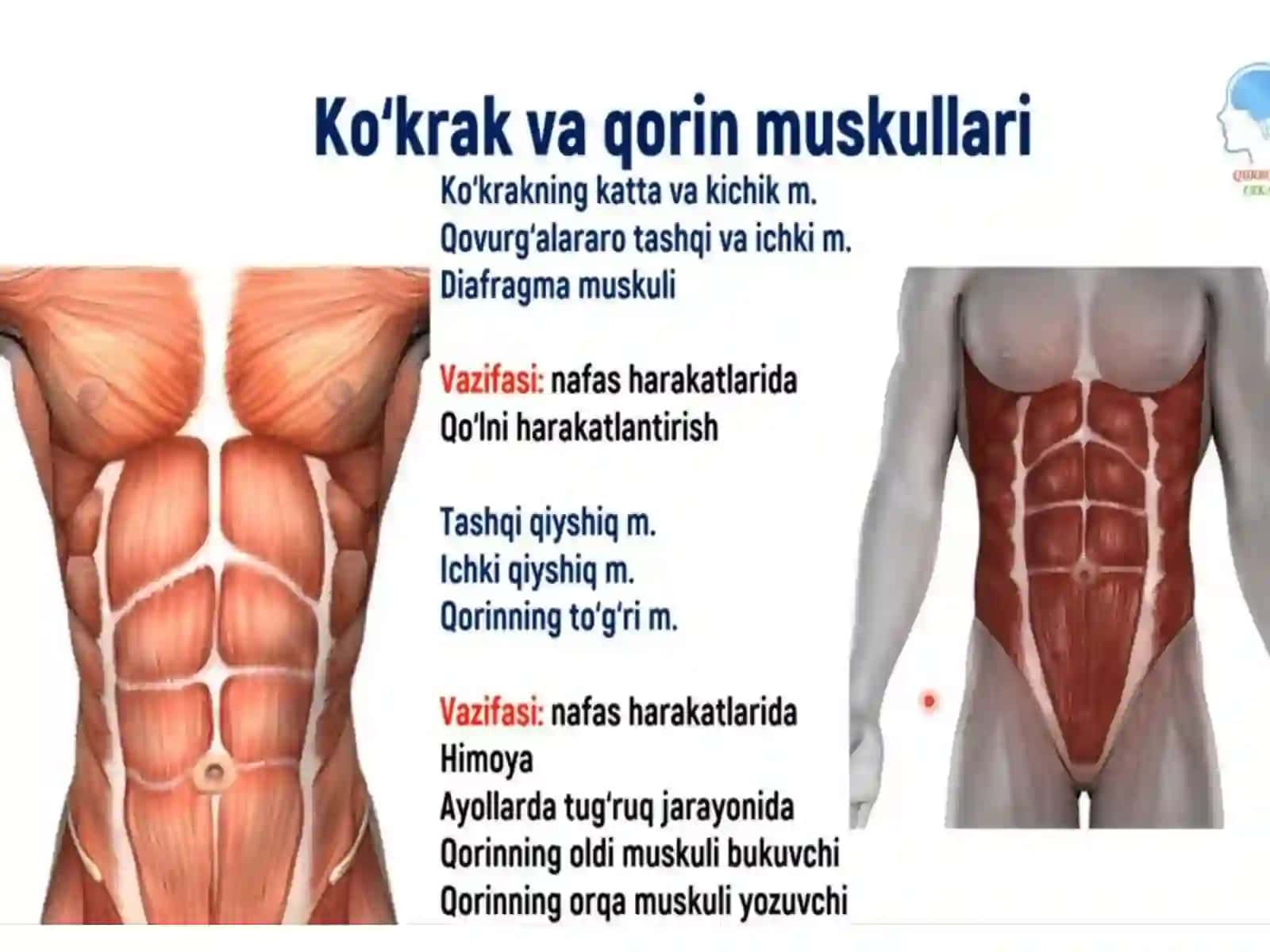Miologiya.Gavda muskullari.Tananingoldmushaklari 4