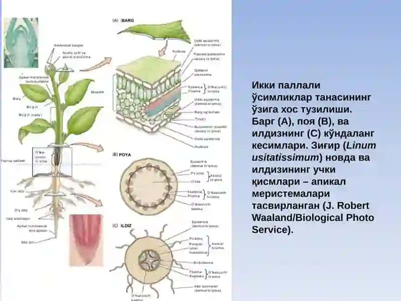 Ўсимликлар физиологияси фанига кириш 4