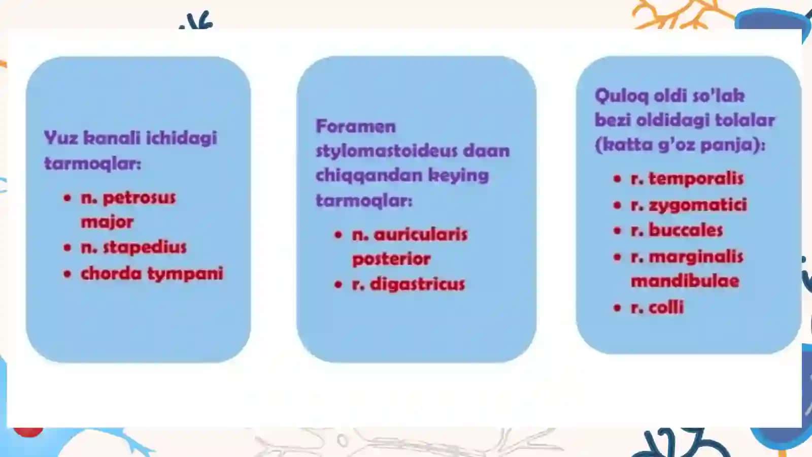 VII-IX BOSH MIYA NERVLARI.ADASHGAN NERV 4