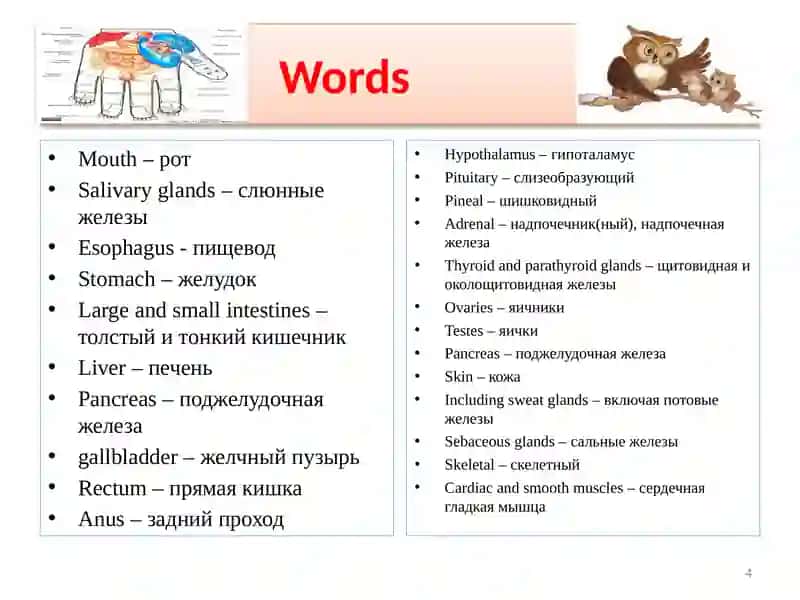 Thesystems of the humanbody 4