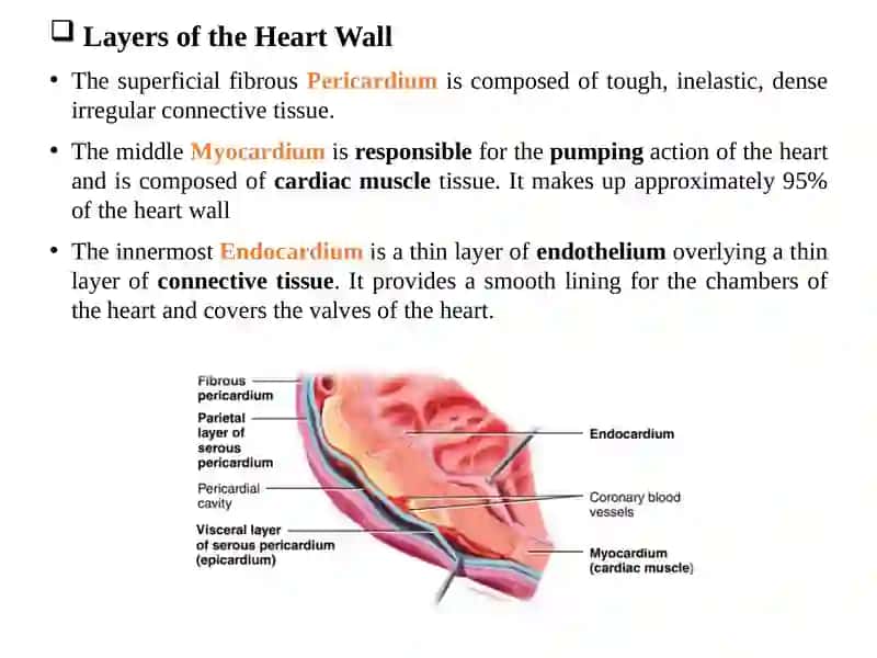 Cardiovascular system 4