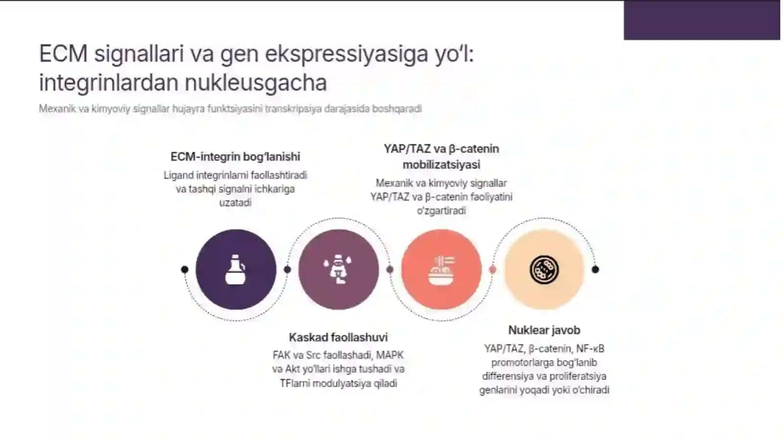 Hujayradan tashqari matriks va hujayra-matriks o'zaro ta'siri. Hujayra regeneratsiyasi mehanizmi 4