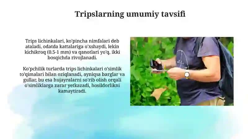 Tripslar turkumi 4