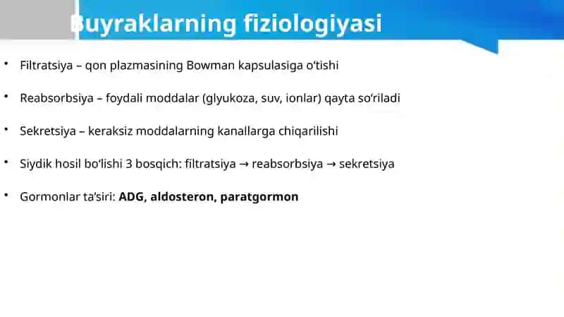 Siydik chiqarish tizimi va tanosil a’zolarning funksional va klinik anatomiyasi, yoshga oid o‘zgarishlari, rivojlanish nuqsonlari. 4